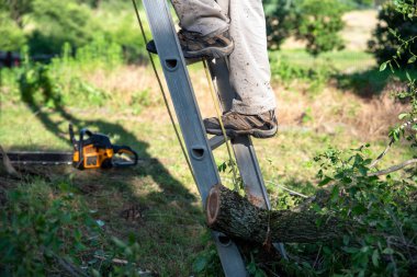 Closeup of man's feet climbing an outdoor ladder with a chainsaw in the background and cut tree branches at the base of the ladder in the sunshine with tree rings visible as well as the shadow of the man on the ladder. With copy space, shot in natura