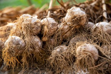 Kopyalama alanı ile seçmeli odak. Sapı, soğanı ve kökleri görünen güzel sarımsak bitkilerinin yanı sıra altın saat içinde organik bir sebze çiftliğindeki tarlalarda kurutulmak üzere deri üzerinde bulunan bahçe toprağı.