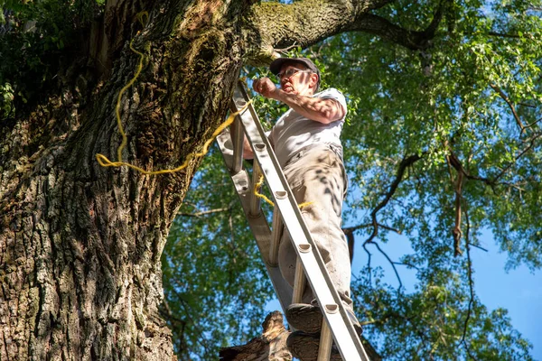 Caucasian man at the top of a ladder leaning against a large tree with a diseased branch tying a rope to secure the ladder. Blue sky and tall leafy branches in background and trunk bark texture.