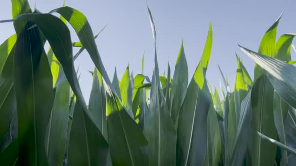 Footage Golden Hour Sunlight Green Cornstalk Tops Swaying Agricultural Field — Vídeo de Stock