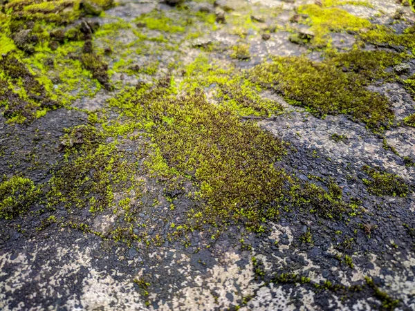 Зеленый Мох Поверхности Выветриваемой Цементной Стены — стоковое фото