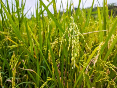 Sumedang, Batı Java ve Endonezya 'daki pirinç tarlalarına yakın çekim