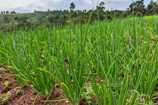 Purjolök Eller Allium Fistulosum Plantage Sumedang Västra Java Indonesien — Stockfoto