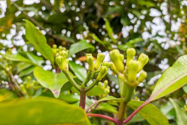 Genç yeşil karanfiller Sumedang, Batı Java, Endonezya 'da bir çiftlikte
