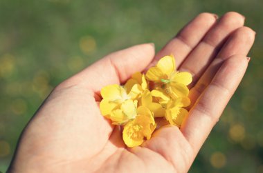 bir yandan sarı çiçek