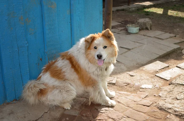 Anjing kampung — Stok Foto