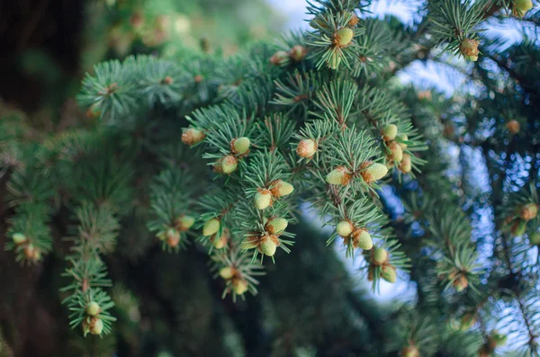 Rama de pino joven en primavera — Foto de Stock