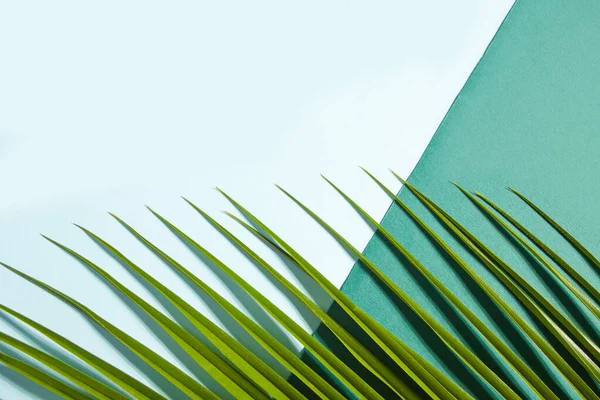 Palm leaf on a blue and green background with empty copy space for text — Stock Photo, Image