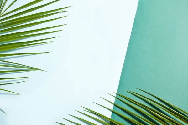 Palm leaf on a blue and green background with empty copy space for text — Stock Photo, Image