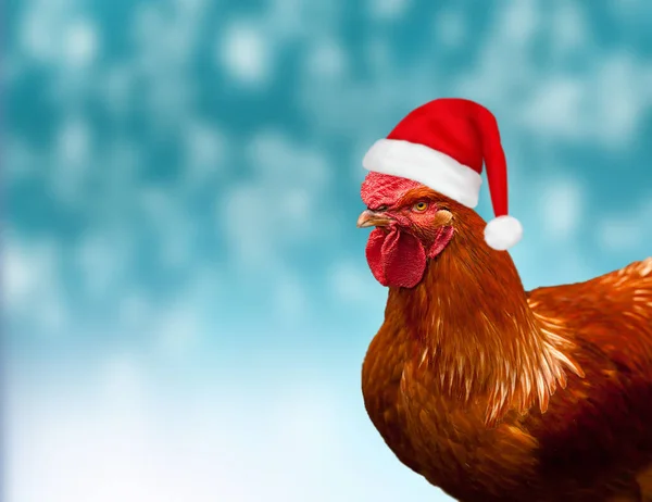 Gallo rojo en un sombrero de Navidad sobre fondo azul. — Foto de Stock