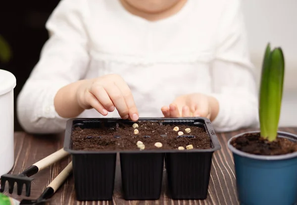 Jardinagem em casa. Menina criança ajudando a cuidar de plantas em casa, ambiente verde em casa, plantando sementes — Fotografia de Stock