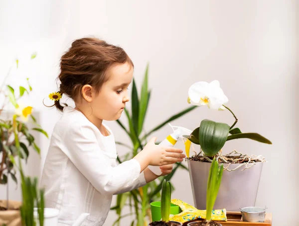 ホームガーデニング。家の植物、家の緑の環境を世話するのを手伝っている小さな子供の女の子 — ストック写真