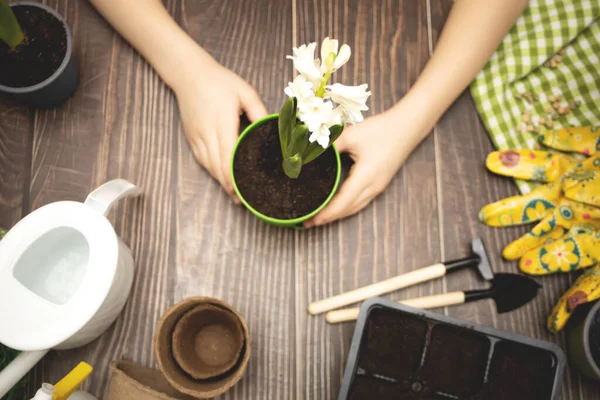 Gartenarbeit zu Hause. Kleines Mädchen hilft bei der Pflege der heimischen Pflanzen, grüne Umgebung zu Hause — Stockfoto