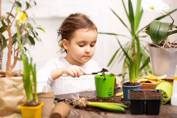 Jardinería en casa. Niña ayudando a cuidar las plantas caseras, ambiente verde en el hogar —  Fotos de Stock