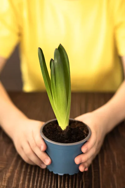 Κηπουρική. Μικρό παιδί αγόρι βοηθά στη φροντίδα για τα φυτά στο σπίτι, πράσινο περιβάλλον στο σπίτι — Φωτογραφία Αρχείου
