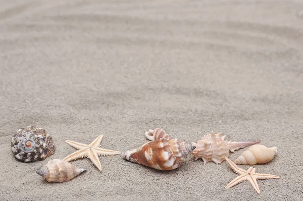 Фон морских раковин на песке — стоковое фото