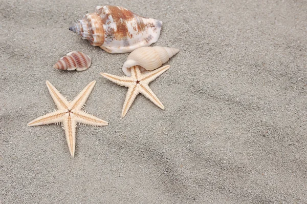 Sea shells and starfish on the sand — Stock Photo, Image