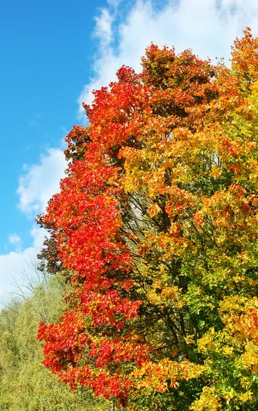 Bright colorful maple tree in autumn — Stock Photo, Image