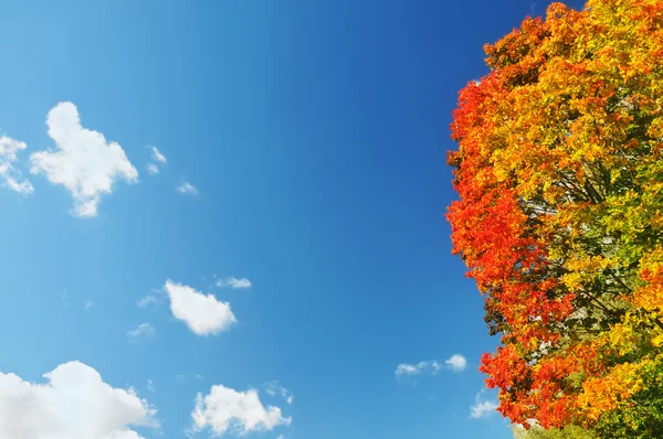 Árvore de bordo colorida brilhante no céu azul de outono — Fotografia de Stock