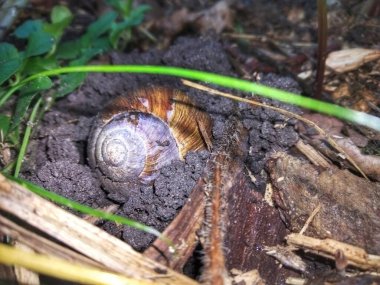 Orman zemininde üzüm salyangozu. Sıcak mevsimde, ormanın zemininde, ahşap bir süs kabuğunun içinde, orta büyüklükte tek bir salyangoz.