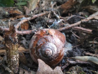 Orman zemininde üzüm salyangozu. Sıcak mevsimde, ormanın zemininde, ahşap bir süs kabuğunun içinde, orta büyüklükte tek bir salyangoz.