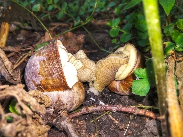 Deux Escargots Raisin Taille Moyenne Avec Décorations Coquille Bois Copulent — Photo