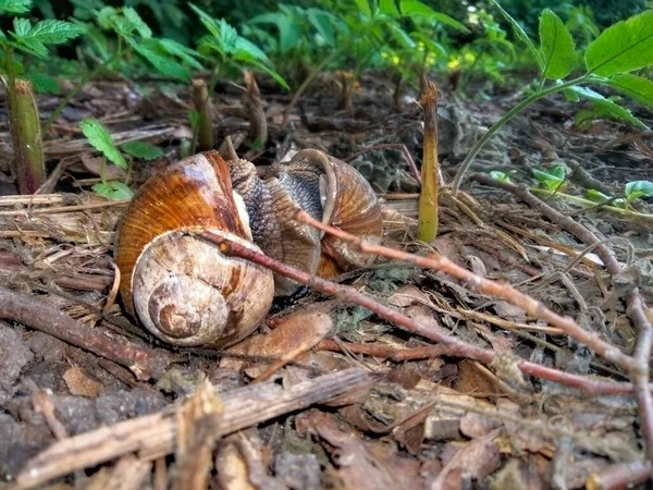 Deux Escargots Raisin Taille Moyenne Avec Décorations Coquille Bois Copulent — Photo