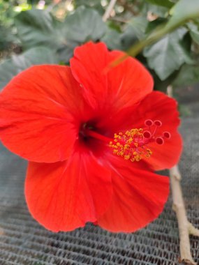 Tropikal bir serada kırmızı egzotik bir çiçek. Görünür erkek ve kraliçeler.