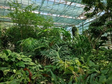 Tropikal bitki serasının genel manzarası, sulu bitkiler. Bir sürü yeşillik, geniş yapraklı bitkiler veya palmiye ağaçları, hurma ağaçları, agaveler gibi uzun ve ince yapraklı bitkiler.