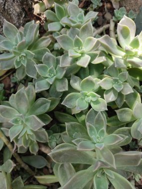 Kuru iklim bitkileriyle çevrili tropikal bir serada Echeveria