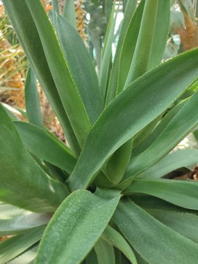 Tropik bitkilerle çevrili tropikal bitki serasında çöl.