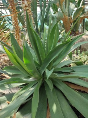 Tropik bitkilerle çevrili tropikal bitki serasında çöl.