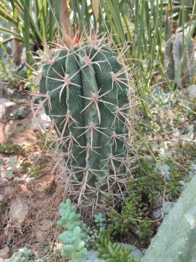 A large san pedro cactus with thorns coming out of one hole in a greenhouse tropical plant environment