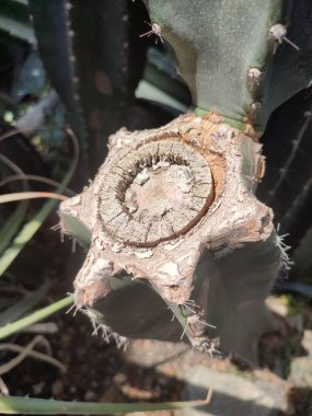 Tropik bir serada yıldız şeklinde bir kaktüsün odunsu bir bölümünün kesiti