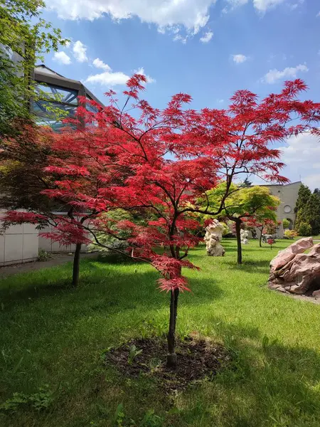 Érable Feuilles Rouges Dans Jardin Entouré Herbe Par Une Journée — Photo