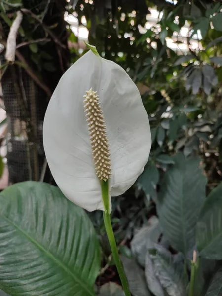Белый Спатифиллум Теплице Ботанического Сада — стоковое фото