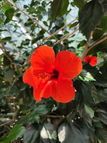 Flor Hibisco Exótica Vermelha Close Estufa Tropical Pistilos Rainhas Claramente — Fotografia de Stock