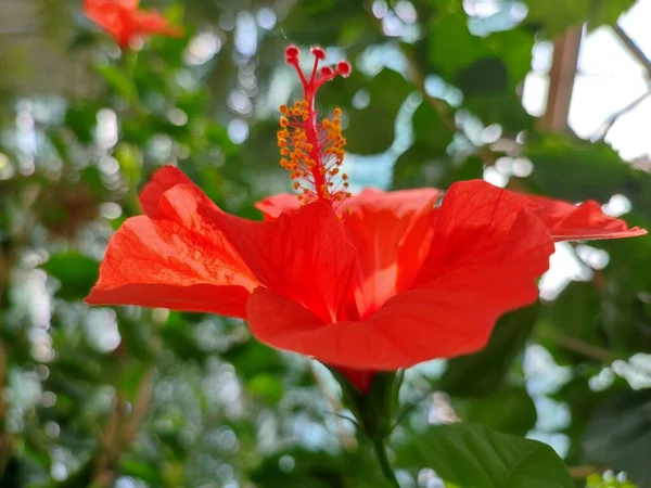 Flor Hibisco Exótica Vermelha Close Estufa Tropical Pistilos Rainhas Claramente — Fotografia de Stock