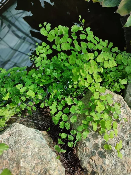Fern Adiantum Capillus Veneris Small Pointed Leaves Pond — Fotografia de Stock