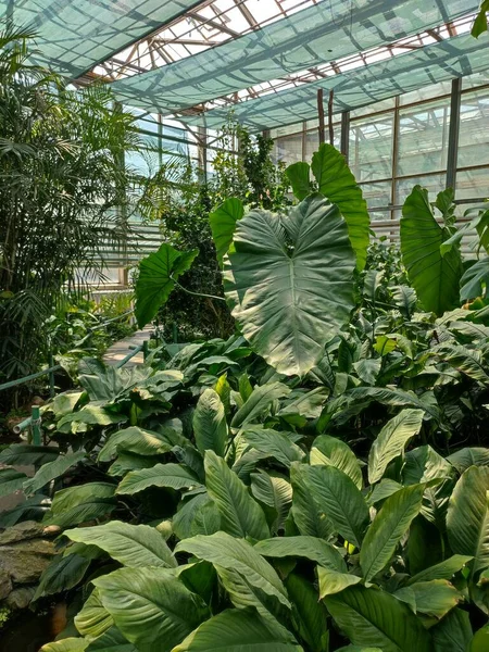 Allgemeine Ansicht Des Gewächshauses Tropischer Pflanzen Sukkulenten Viel Grün Pflanzen — Stockfoto
