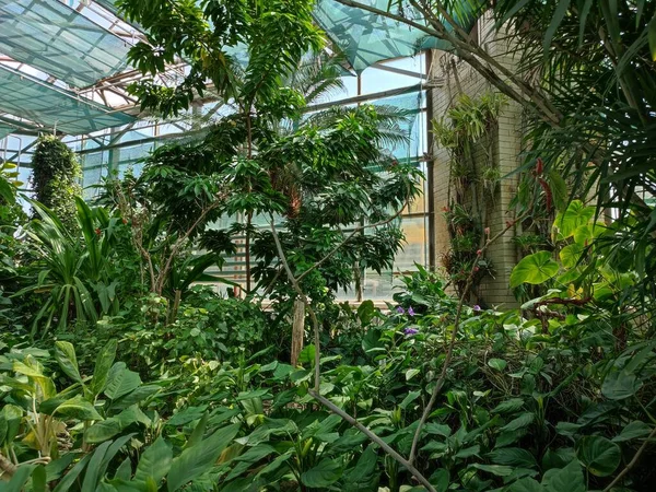 Tropikal Bitki Serasının Genel Manzarası Sulu Bitkiler Bir Sürü Yeşillik — Stok fotoğraf