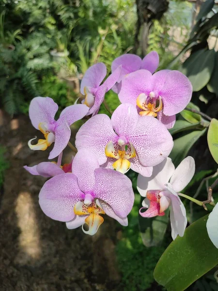 Орхидея Белыми Лепестками Фиолетовой Отделкой Желтой Губой Тропической Оранжерее Растений — стоковое фото