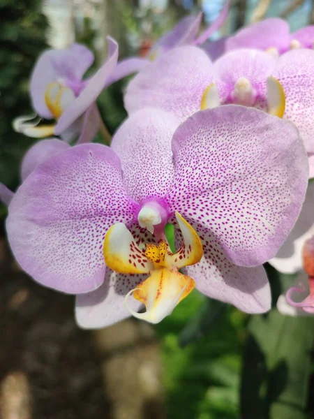 Орхидея Белыми Лепестками Фиолетовой Отделкой Желтой Губой Тропической Оранжерее Растений — стоковое фото