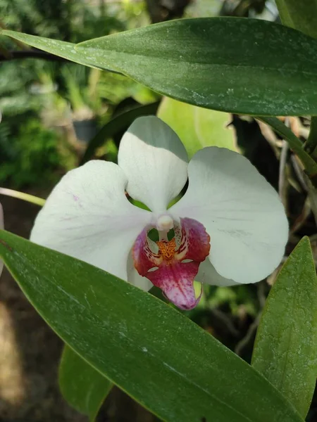 Orchid White Sepals Pemalia Purple Lip Yellow Mottled Callus Tropical — Foto Stock