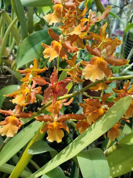 Orange Cattleya Bowringa Orchid Flowers Tropical Plant Greenhouse Close Plant — Fotografia de Stock