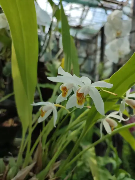 Petites Fleurs Blanches Famille Des Orchidées Avec Des Racines Aériennes — Photo