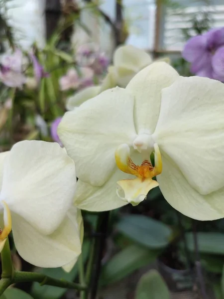 Белые Лепестки Орхидей Желтыми Мозолями Вегетативной Среде Тропической Оранжерее Растений — стоковое фото