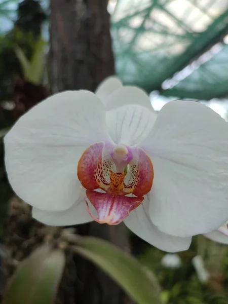 Орхидея Белыми Чашечками Пемалиями Фиолетовая Губа Желтые Пятнистые Мозоли Тропической — стоковое фото
