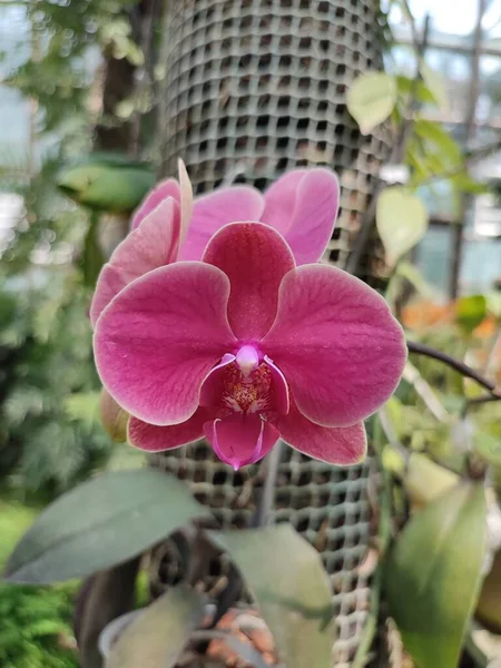 Орхидеи Малиновыми Лепестками Воздушными Корнями Тропической Оранжерее Окруженной Тропическими Растениями — стоковое фото