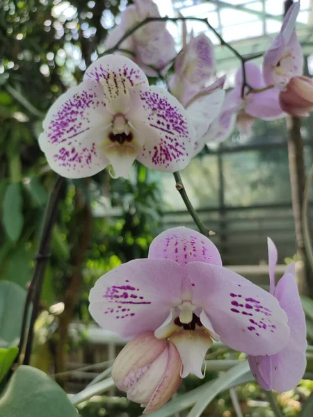 Orchid White Petals Purple Trim Yellow Lip Tropical Plant Greenhouse — 스톡 사진